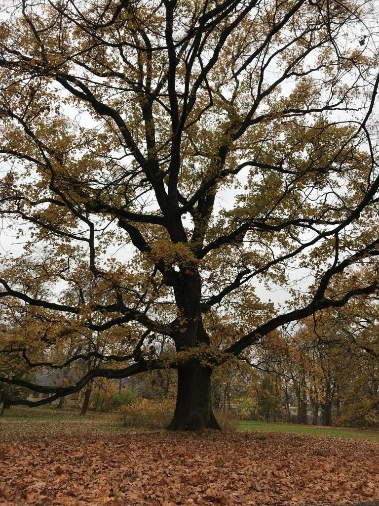 dab w parku przy pałacu w Wilanowie
