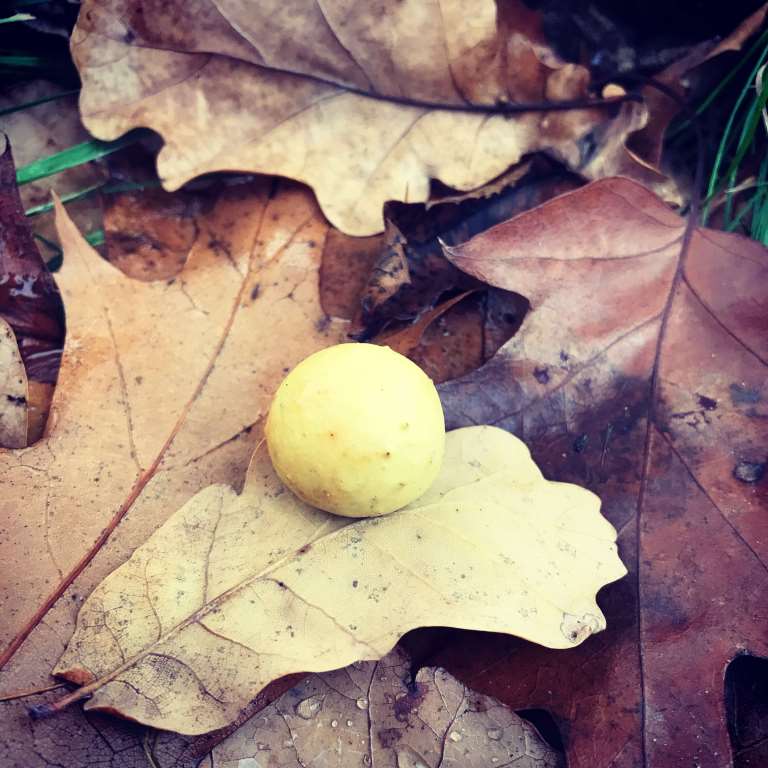 galas na lisciu debu