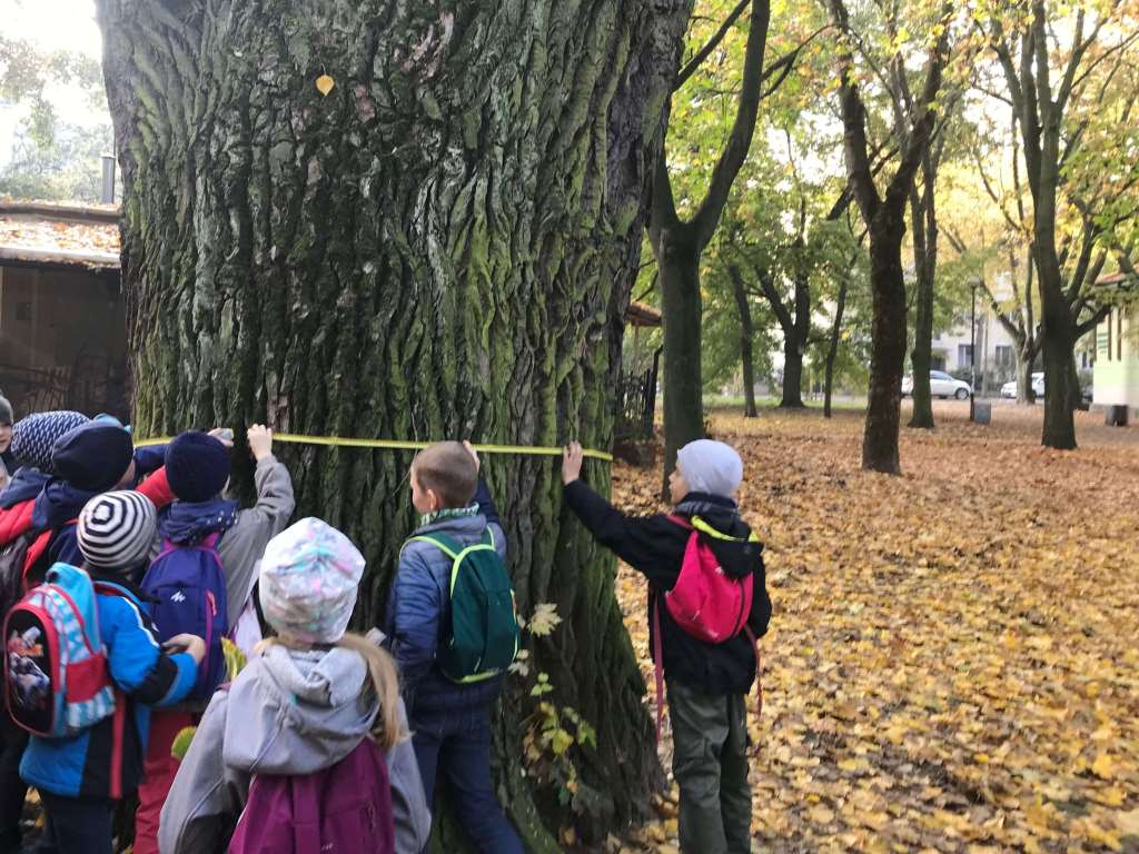 mierzenie drzewa przez dzieci