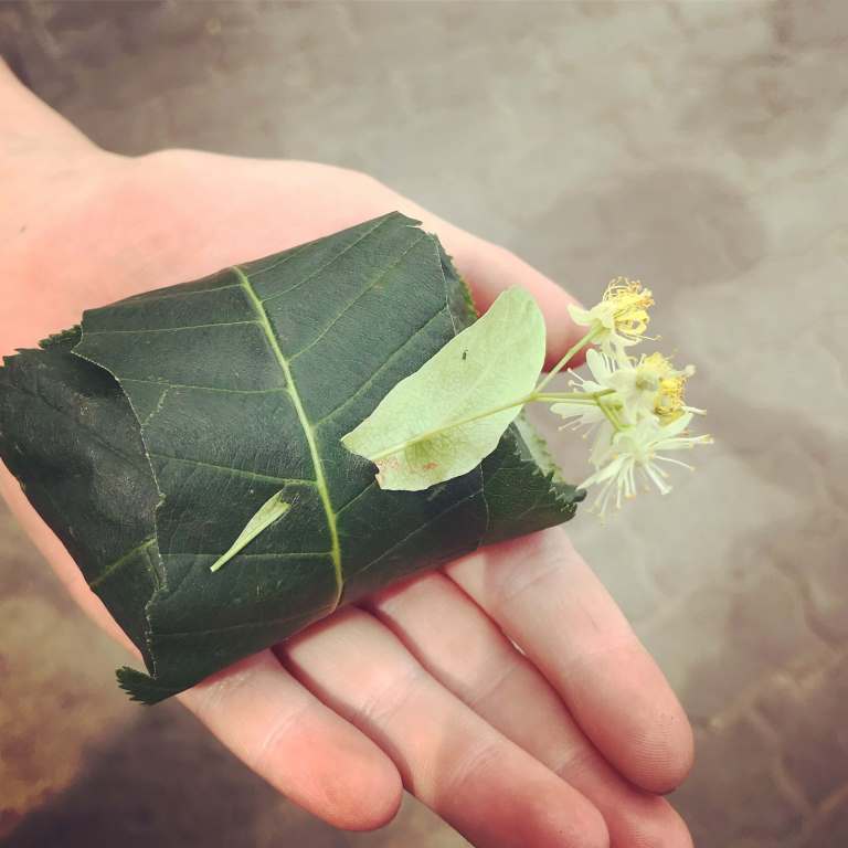 naturalne opakowanie z lisci lipy