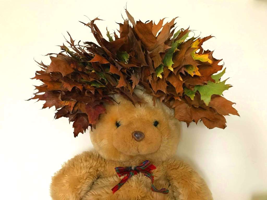 mis pluszowy z debowym wiencem