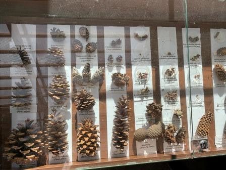 kolekcja szyszek w ogrodzie botanicznym w Gołubiu na Kaszubach