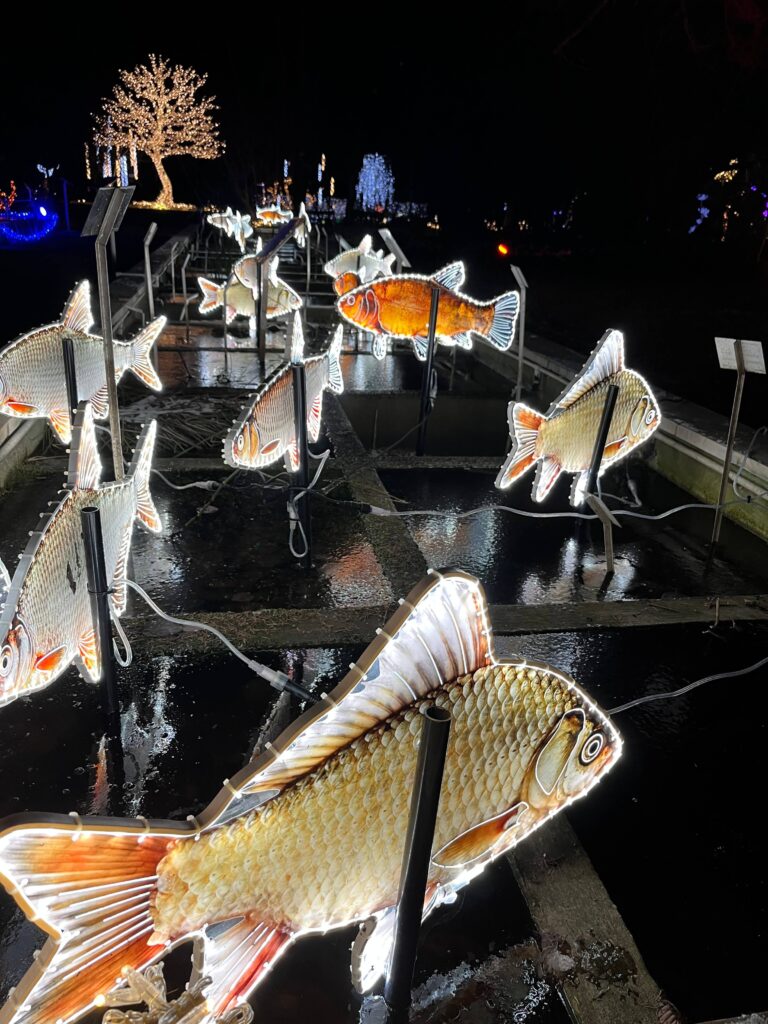 iluminacja rybki