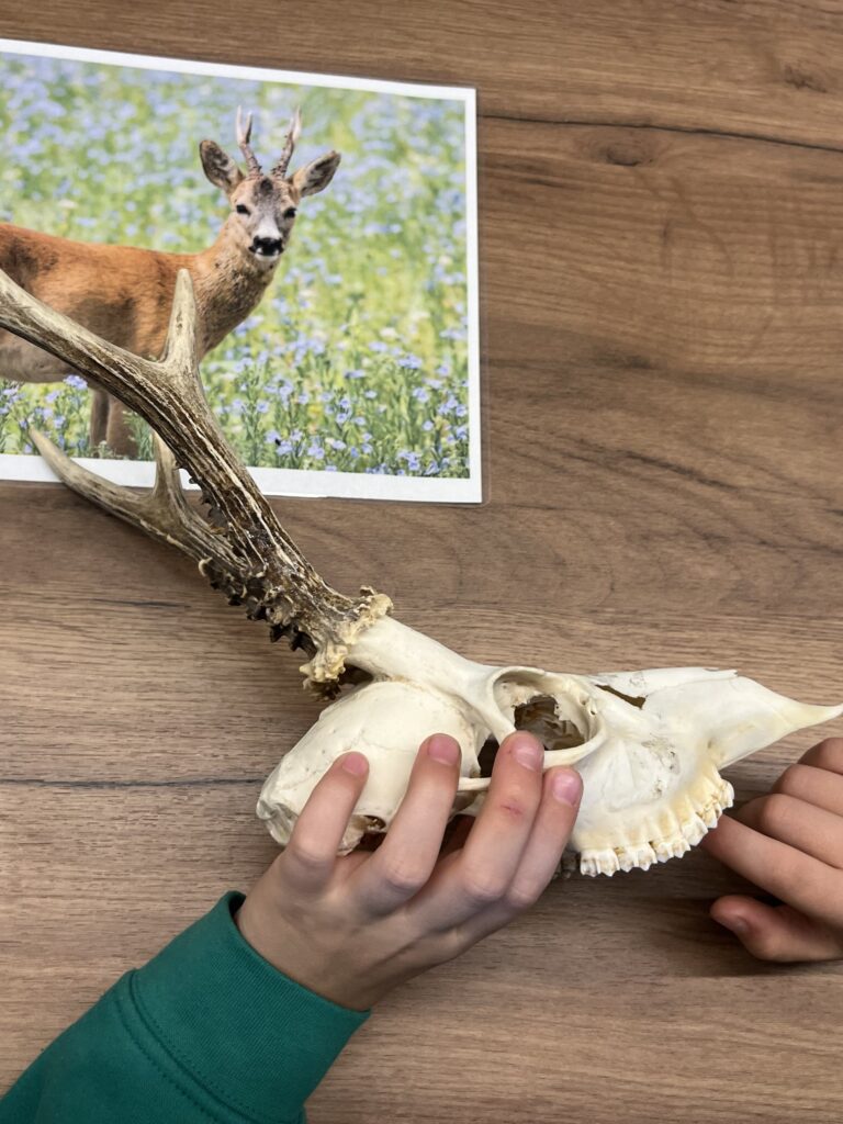 lekcja o sladach zwierzat