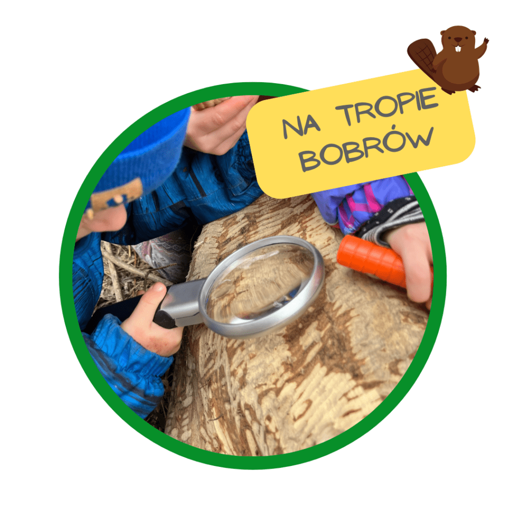 na tropie bobrow wyprawa dla szkol