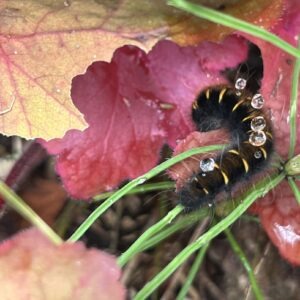 wlochata gasienica - kokonica malinowka, barczatka malinowka