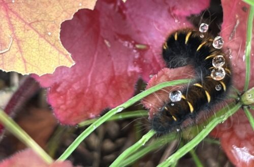 wlochata gasienica - kokonica malinowka, barczatka malinowka