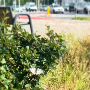 motyl paz zeglarz w centrum miasta