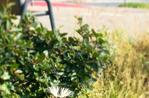 motyl paz zeglarz w centrum miasta